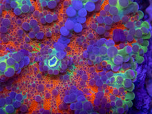 Load image into Gallery viewer, Ricordea yuma “Orange Rainbow Bubbles” – WYSIWYG