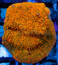 Load image into Gallery viewer, Echinophyllia sp. “WWC Stellaria Chalice” – Signature Coral WYSIWYG