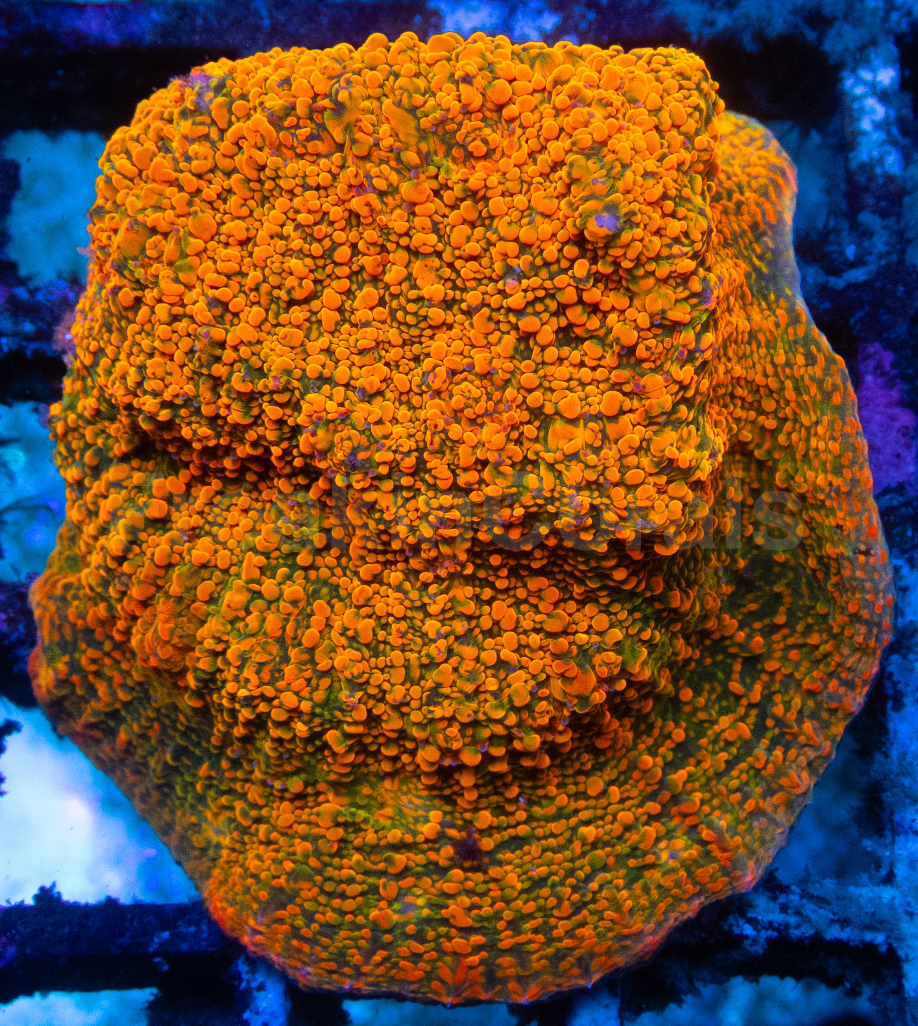 New Corals – freakincorals.com