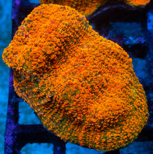 Load image into Gallery viewer, Echinophyllia sp. “WWC Stellaria Chalice” – Signature Coral WYSIWYG