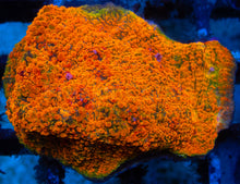 Load image into Gallery viewer, Echinophyllia sp. “WWC Stellaria Chalice” – Signature Coral WYSIWYG