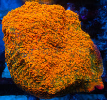 Load image into Gallery viewer, Echinophyllia sp. “WWC Stellaria Chalice” – Signature Coral WYSIWYG
