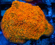 Load image into Gallery viewer, Echinophyllia sp. “WWC Stellaria Chalice” – Signature Coral WYSIWYG