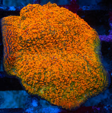 Load image into Gallery viewer, Echinophyllia sp. “WWC Stellaria Chalice” – Signature Coral WYSIWYG