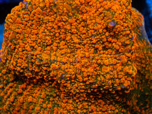 Load image into Gallery viewer, Echinophyllia sp. “WWC Stellaria Chalice” – Signature Coral WYSIWYG