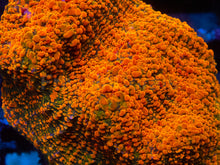 Load image into Gallery viewer, Echinophyllia sp. “WWC Stellaria Chalice” – Signature Coral WYSIWYG