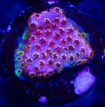 Load image into Gallery viewer, Cyphastrea sp. “WWC Skittles Bomb” – Signature Coral WYSIWYG