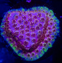 Load image into Gallery viewer, Cyphastrea sp. “WWC Skittles Bomb” – Signature Coral WYSIWYG