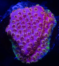 Load image into Gallery viewer, Cyphastrea sp. “WWC Skittles Bomb” – Signature Coral WYSIWYG