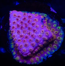 Load image into Gallery viewer, Cyphastrea sp. “WWC Skittles Bomb” – Signature Coral WYSIWYG