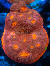 Load image into Gallery viewer, Echinophyllia sp. “Sunburst” – Homegrown Culture WYSIWYG