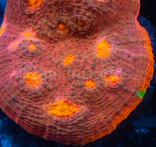 Load image into Gallery viewer, Echinophyllia sp. “Sunburst” – Homegrown Culture WYSIWYG