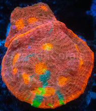 Load image into Gallery viewer, Echinophyllia sp. “Sunburst” – Homegrown Culture WYSIWYG