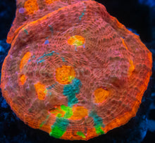 Load image into Gallery viewer, Echinophyllia sp. “Sunburst” – Homegrown Culture WYSIWYG