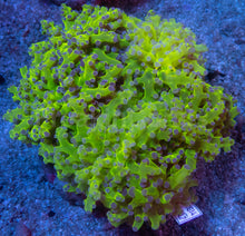 Load image into Gallery viewer, Euphyllia divisa “Blue Tip Frogspawn” – Cut to Order