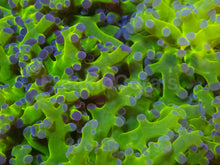 Load image into Gallery viewer, Euphyllia divisa “Blue Tip Frogspawn” – Cut to Order