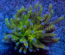 Load image into Gallery viewer, Euphyllia glabrescens “Toxic Green Glitter” – WYSIWYG