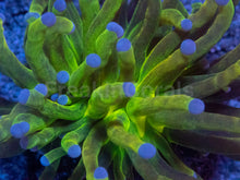 Load image into Gallery viewer, Euphyllia glabrescens “Toxic Green Glitter” – WYSIWYG