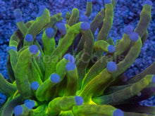 Load image into Gallery viewer, Euphyllia glabrescens “Toxic Green Glitter” – WYSIWYG