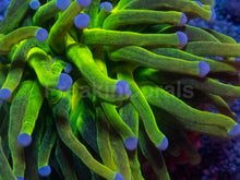 Load image into Gallery viewer, Euphyllia glabrescens “Toxic Green Glitter” – WYSIWYG