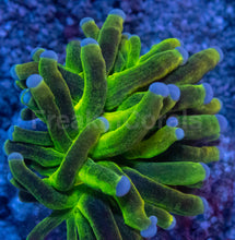 Load image into Gallery viewer, Euphyllia glabrescens “Toxic Green Glitter” – WYSIWYG