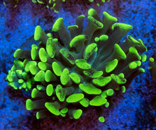 Load image into Gallery viewer, FK Blotchy Green Paraancora Euphyllia