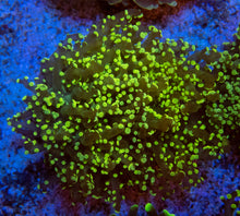 Carregar imagem no visualizador da galeria, FK Yellow Yaeyamaensis Euphyllia L Size