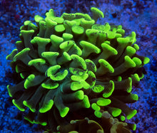 Load image into Gallery viewer, FK Blotchy Green Paraancora Euphyllia