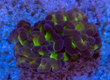 Load image into Gallery viewer, FK Purple Tip Praancora Euphyllia