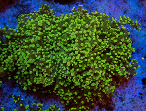 FK Yellow Yaeyamaensis Euphyllia L Size