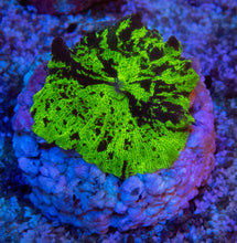 Load image into Gallery viewer, FK Kriptonite Discosoma (Collector Coral)