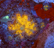 Carregar imagem no visualizador da galeria, FK Red Rainbow Ricordea Yuma XL + 4 babies(Collector Coral)