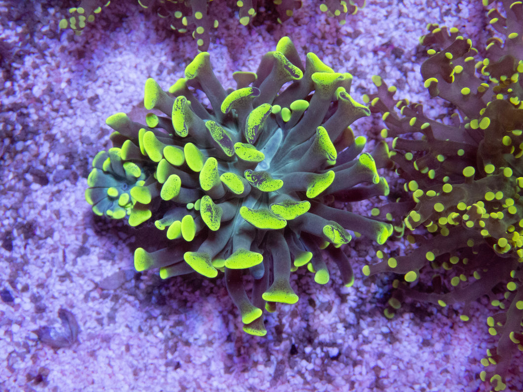 FK Blotchy Green Paraancora Euphyllia