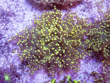 Carregar imagem no visualizador da galeria, FK Yellow Yaeyamaensis Euphyllia L Size