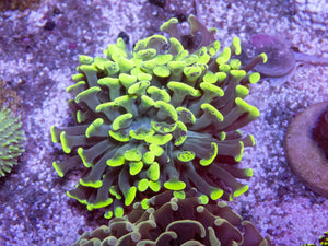 FK Blotchy Green Paraancora Euphyllia