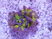 Load image into Gallery viewer, FK Purple Tip Praancora Euphyllia