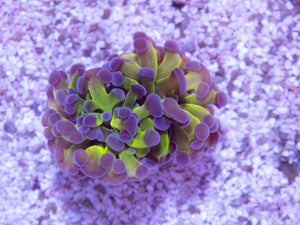 FK Purple Tip Praancora Euphyllia