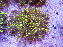 Carregar imagem no visualizador da galeria, FK Yellow Yaeyamaensis Euphyllia L Size