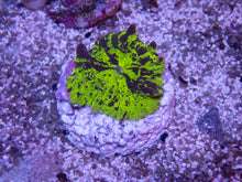 Carregar imagem no visualizador da galeria, FK Kriptonite Discosoma (Collector Coral)