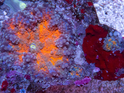 FK Red Rainbow Ricordea Yuma XL + 4 babies(Collector Coral)