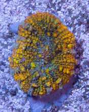 Carregar imagem no visualizador da galeria, FK Gold Flurry Rodhacthis (Collector Coral, Unique Piece)