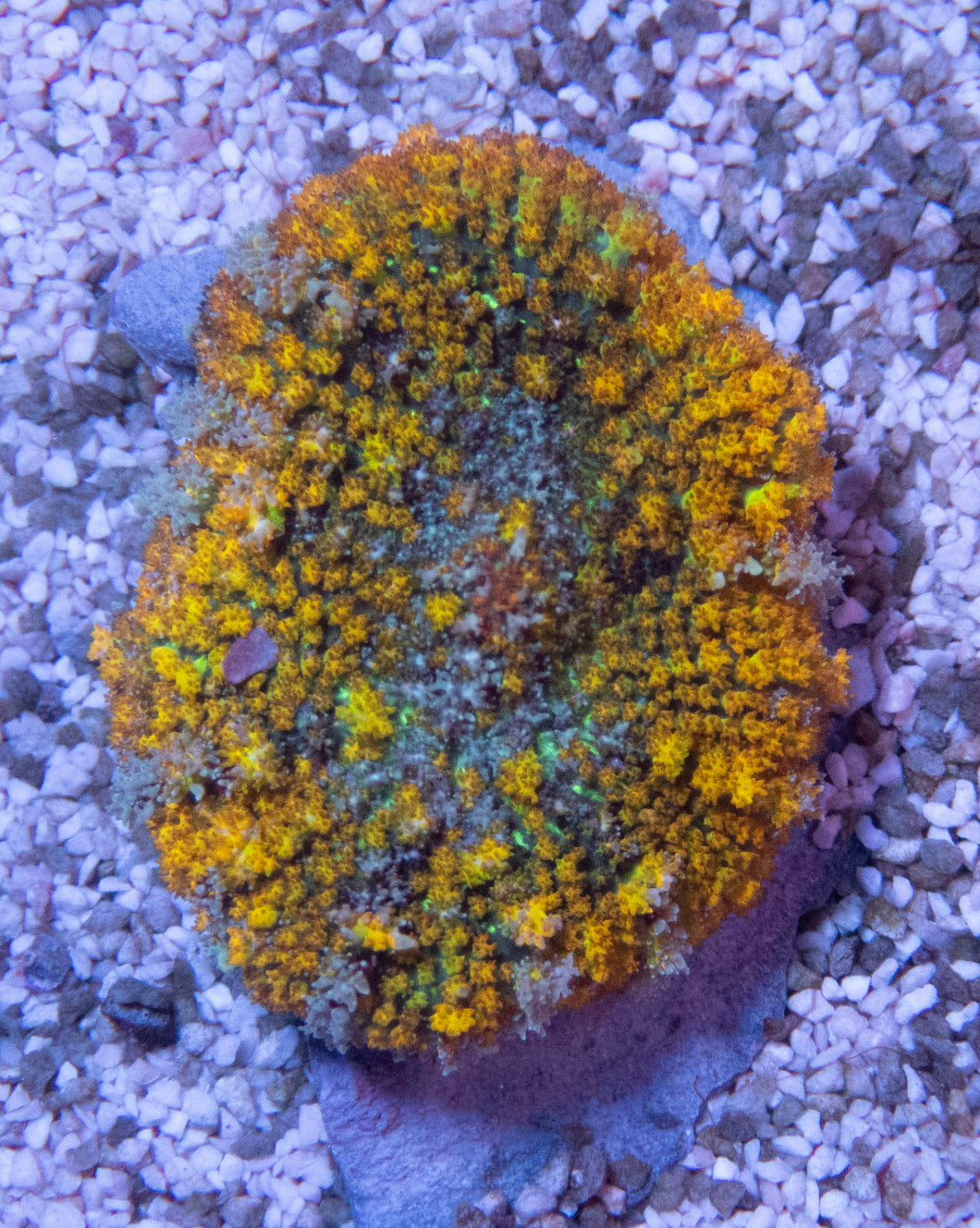 FK Gold Flurry Rodhacthis (Collector Coral, Unique Piece)