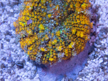 Carregar imagem no visualizador da galeria, FK Gold Flurry Rodhacthis (Collector Coral, Unique Piece)