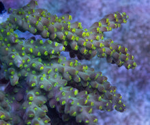 Load image into Gallery viewer, FK Green Tricolor Aussie Wild Acropora (Cut-To-Order) SPS671