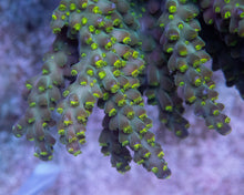 Carregar imagem no visualizador da galeria, FK Green Tricolor Aussie Wild Acropora (Cut-To-Order) SPS671