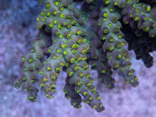 Load image into Gallery viewer, FK Green Tricolor Aussie Wild Acropora (Cut-To-Order) SPS671