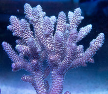 Carregar imagem no visualizador da galeria, Fk Ultra Blue Spathulata Acropora Aussie Wild (Cut-To-Order) SPS283