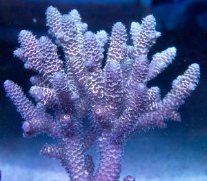 Fk Ultra Blue Spathulata Acropora Aussie Wild (Cut-To-Order) SPS283