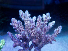 Load image into Gallery viewer, Fk Ultra Blue Spathulata Acropora Aussie Wild (Cut-To-Order) SPS283