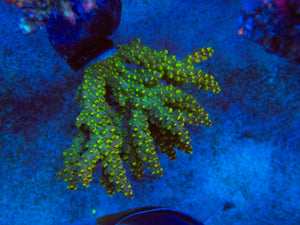 FK Green Tricolor Aussie Wild Acropora (Cut-To-Order) SPS671